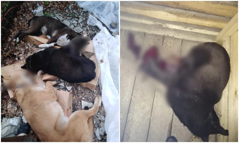 Фото «Он шёл убивать меня»: под Новосибирском зоозащитница подозревает соседа в расстреле 4 своих собак 3